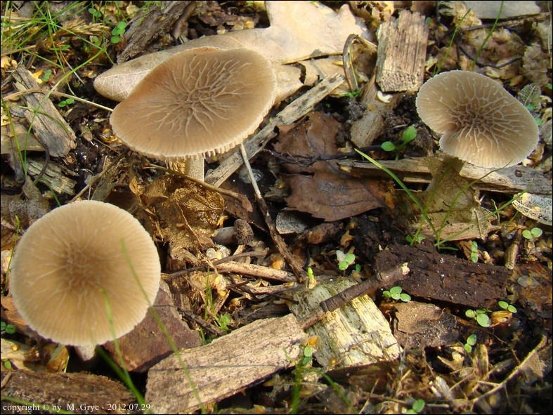 drobnołuszczak szarostopowy - zdjęcie główne