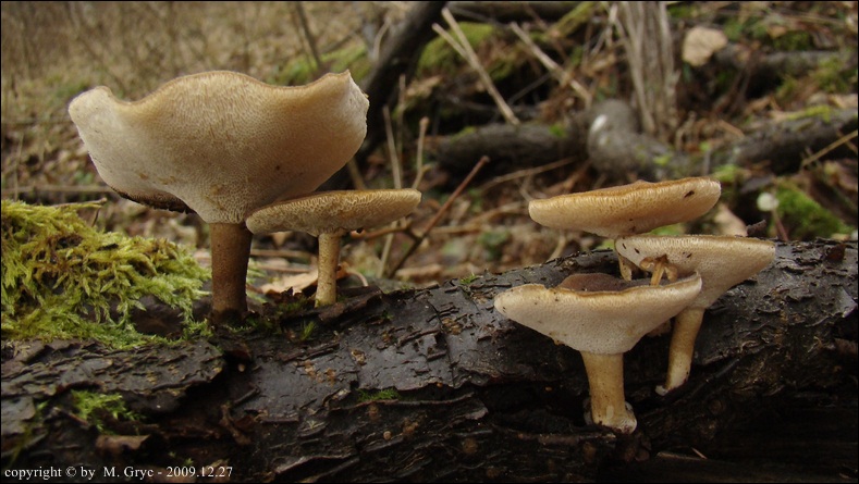 żagiew zimowa - zdjęcie główne