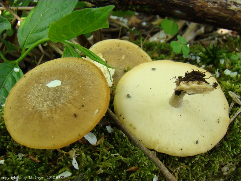 żagiew orzęsiona - zdjęcie główne