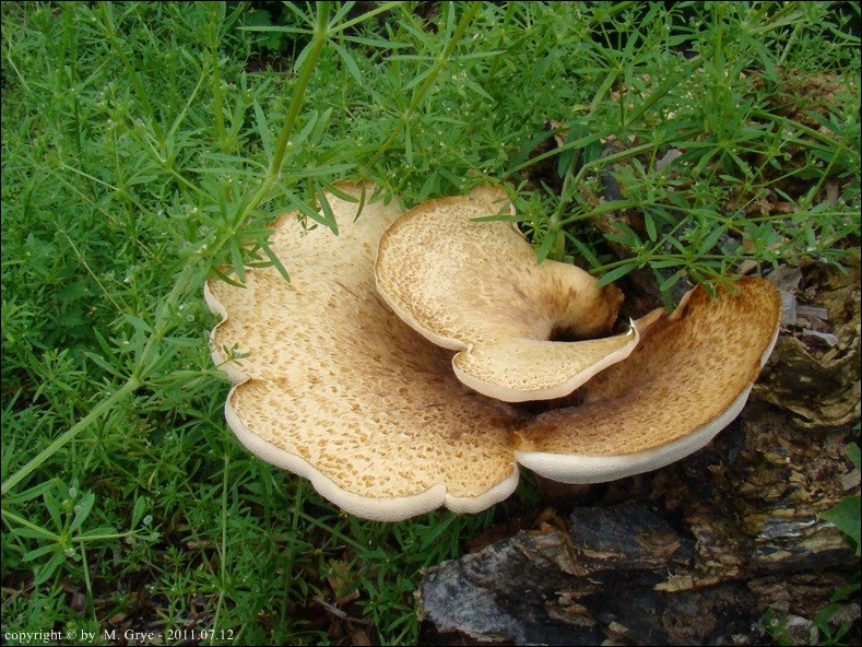 żagiew łuskowata - zdjęcie główne