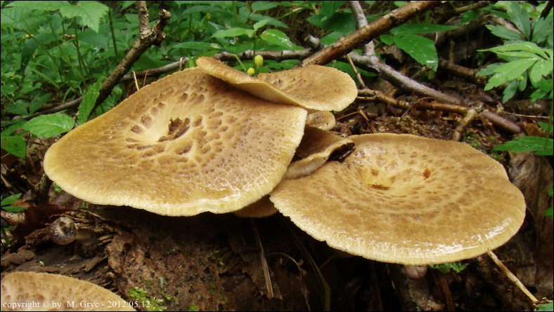 żagiew guzowata - zdjęcie główne