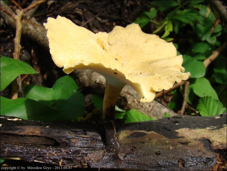 żagiew zmienna - zdjęcie główne