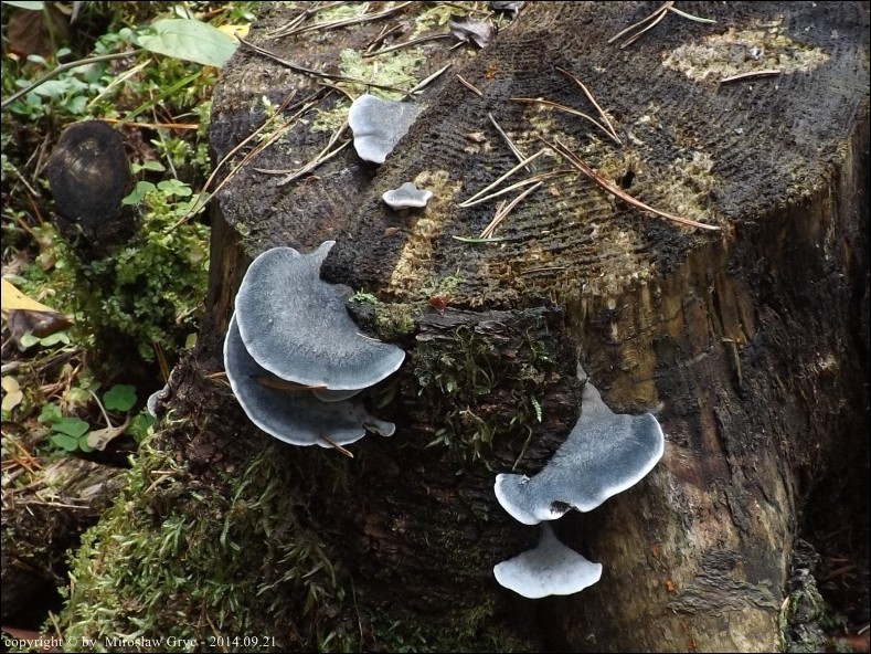 drobnoporek modry - zdjęcie główne