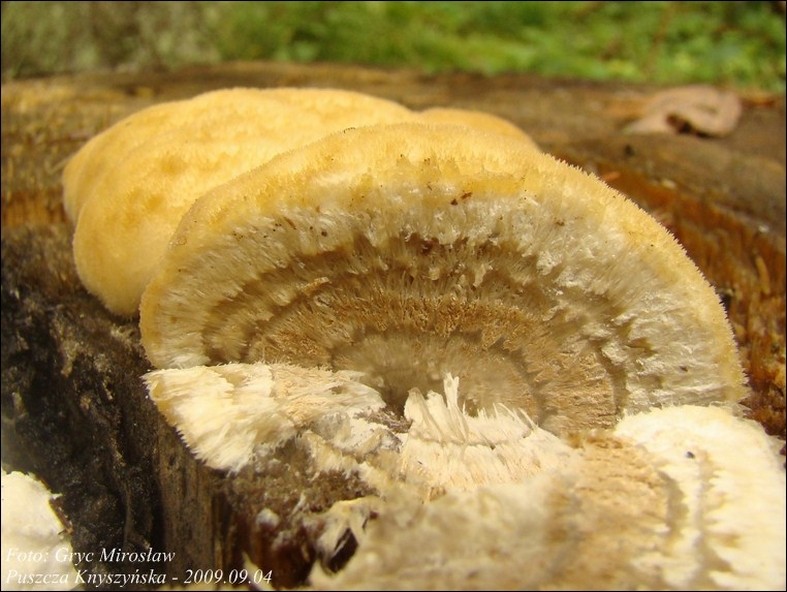 drobnoporek sproszkowany - zdjęcie główne