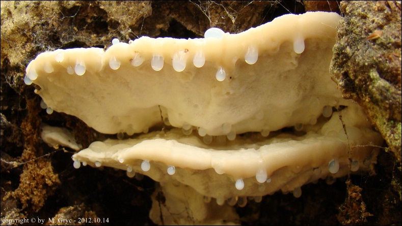 drobnoporek gorzki - zdjęcie główne