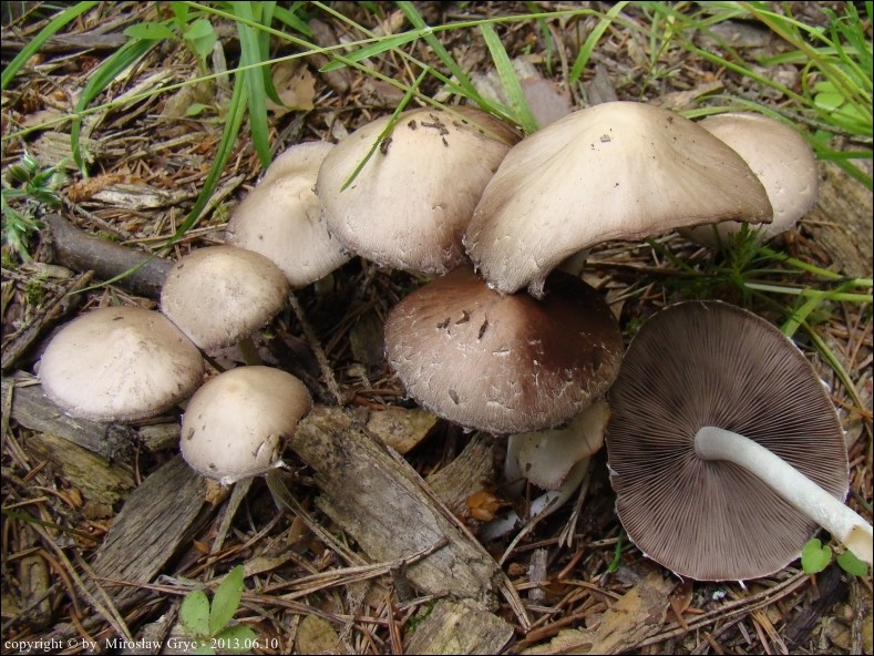 kruchaweczka zaroślowa - zdjęcie główne