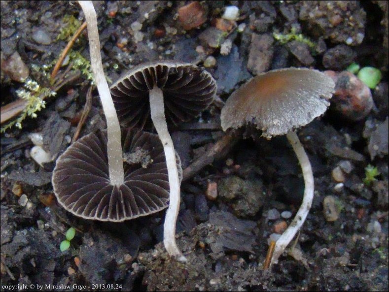 kruchaweczka drobna - zdjęcie główne