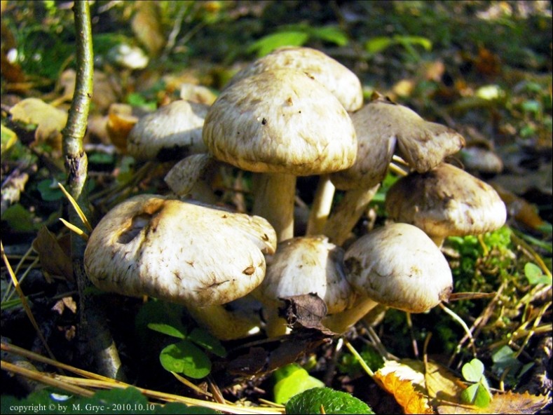 kruchaweczka brudnobiała - zdjęcie główne