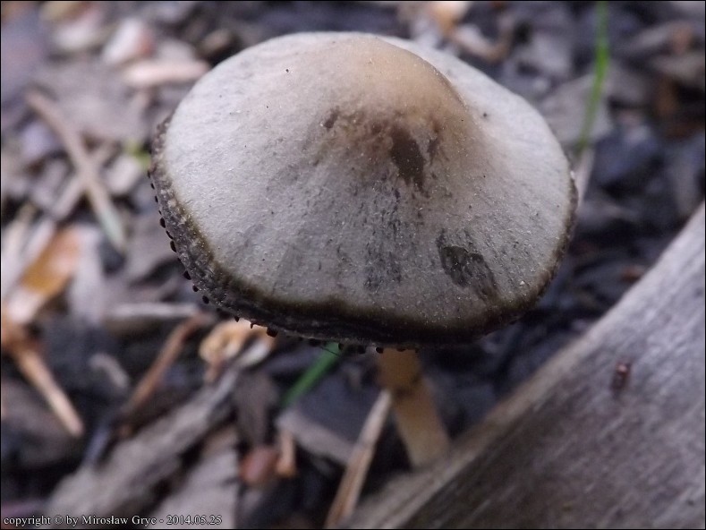 kruchaweczka blada - zdjęcie główne