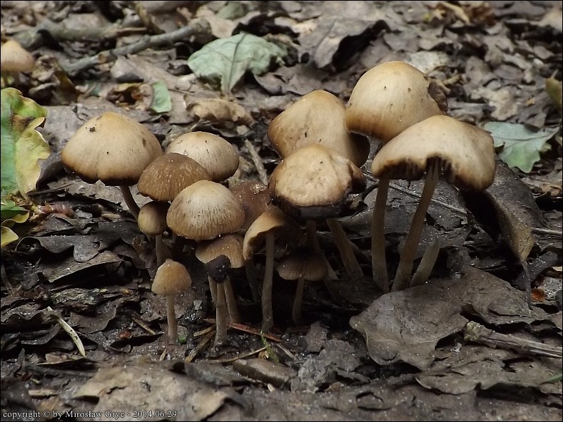 kruchaweczka stożkowata - zdjęcie główne