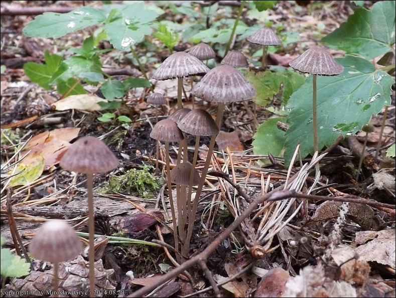 kruchaweczka krótkokorzeniasta - zdjęcie główne