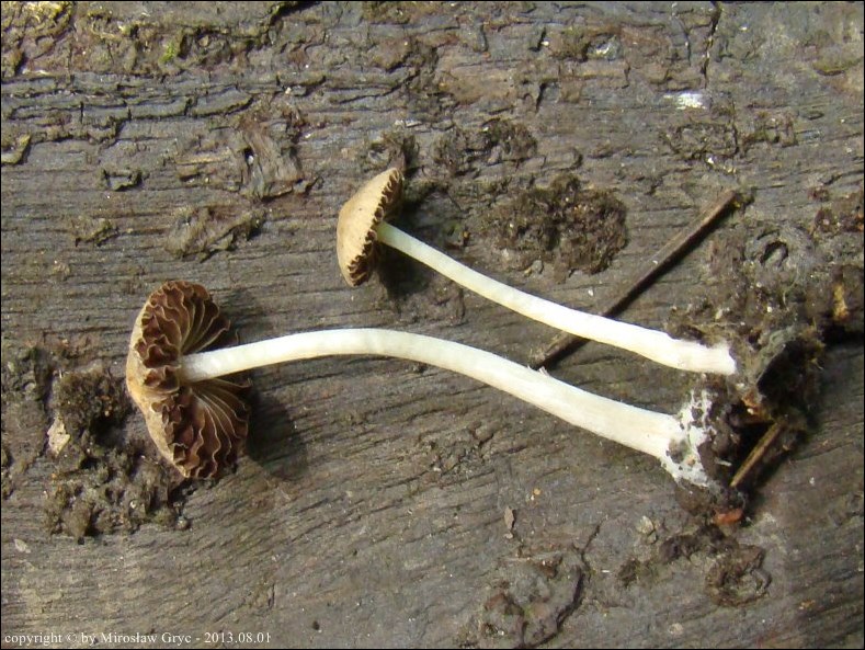 kruchaweczka czerwonobrązowa - zdjęcie główne