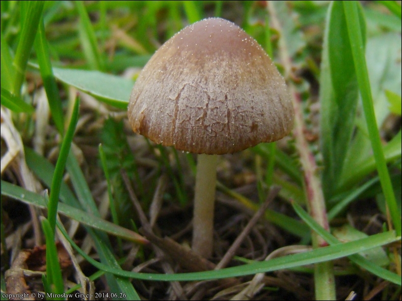 kruchaweczka kołpaczkowata - zdjęcie główne