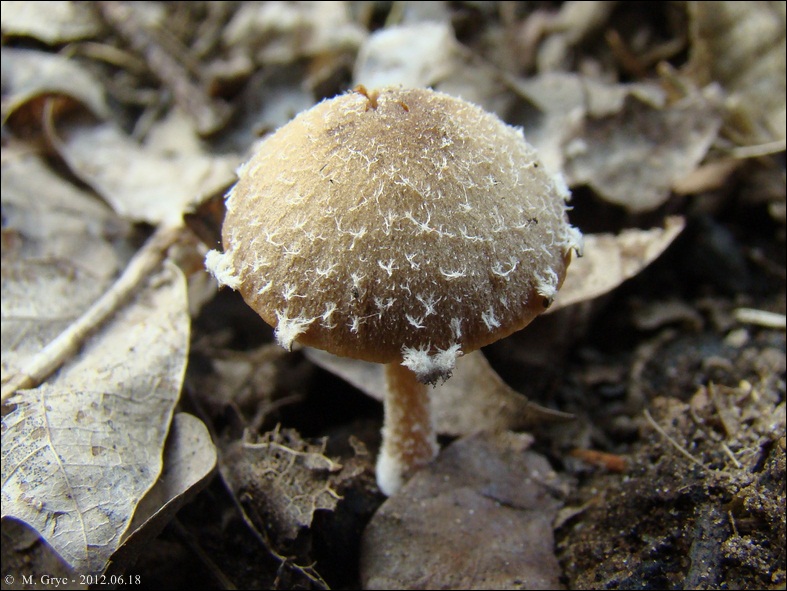 kruchaweczka wypaleniskowa - zdjęcie główne