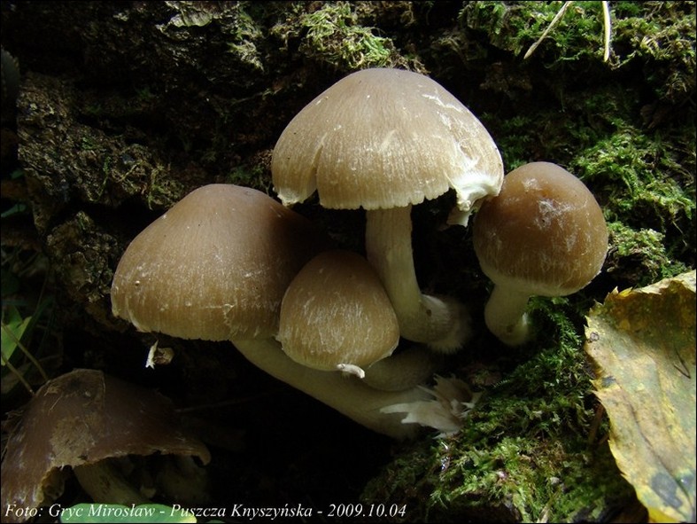 kruchaweczka namakająca - zdjęcie główne