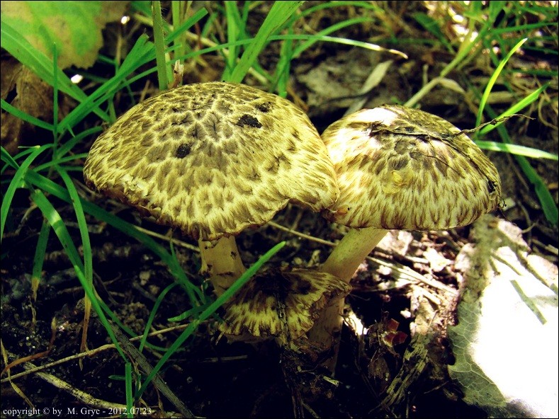 kruchaweczka topolowa - zdjęcie główne