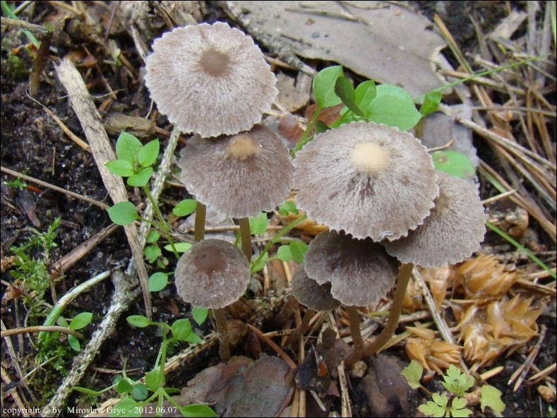 kruchaweczka przydrożna - zdjęcie główne