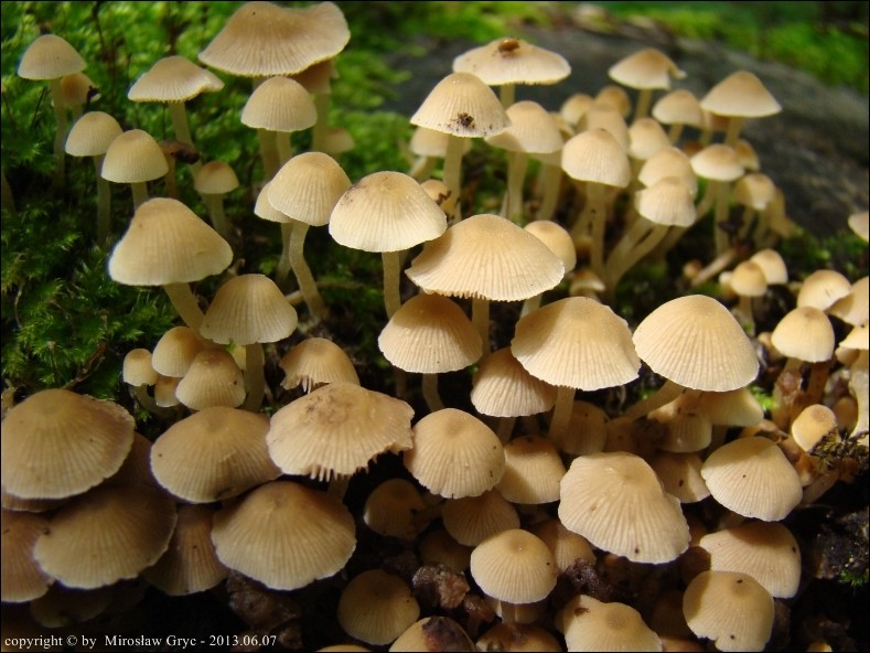 kruchaweczka najmniejsza - zdjęcie główne