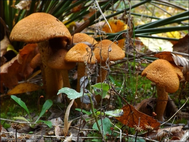 kruchaweczka pomarańczowa - zdjęcie główne