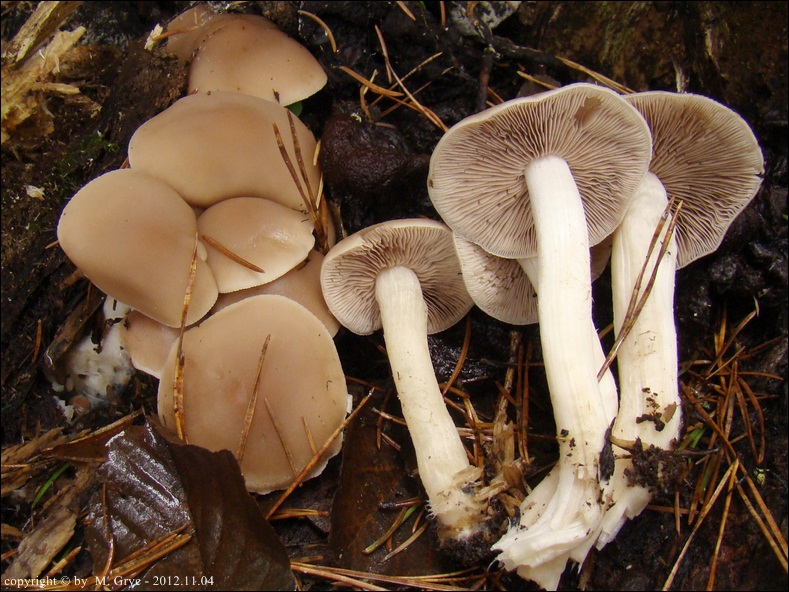 kruchaweczka gładka - zdjęcie główne