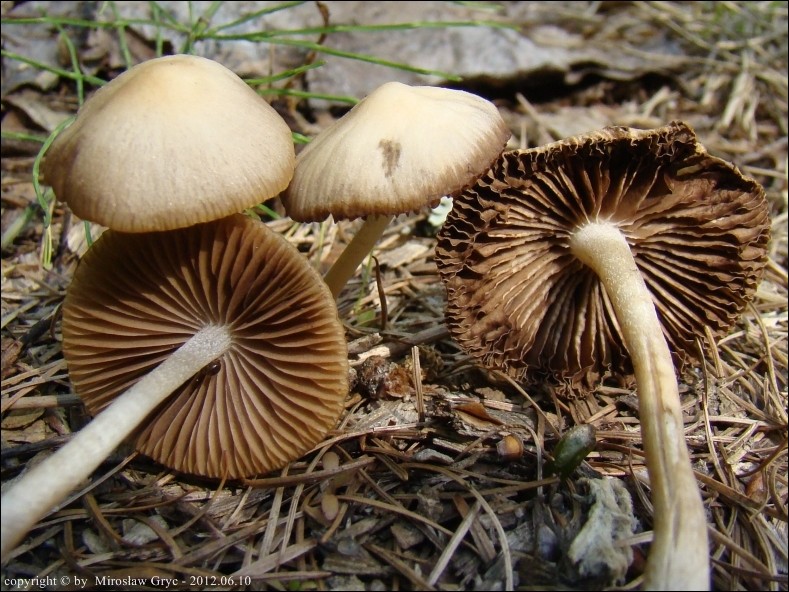 kruchaweczka wąskoblaszkowa - zdjęcie główne