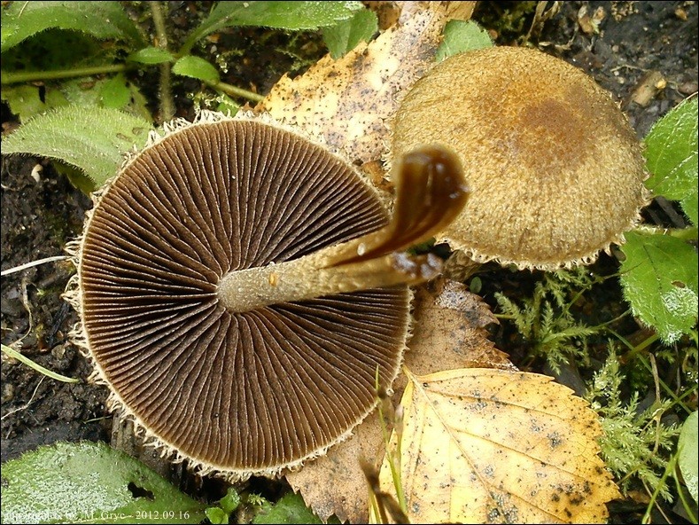 kruchawica aksamitna - zdjęcie główne