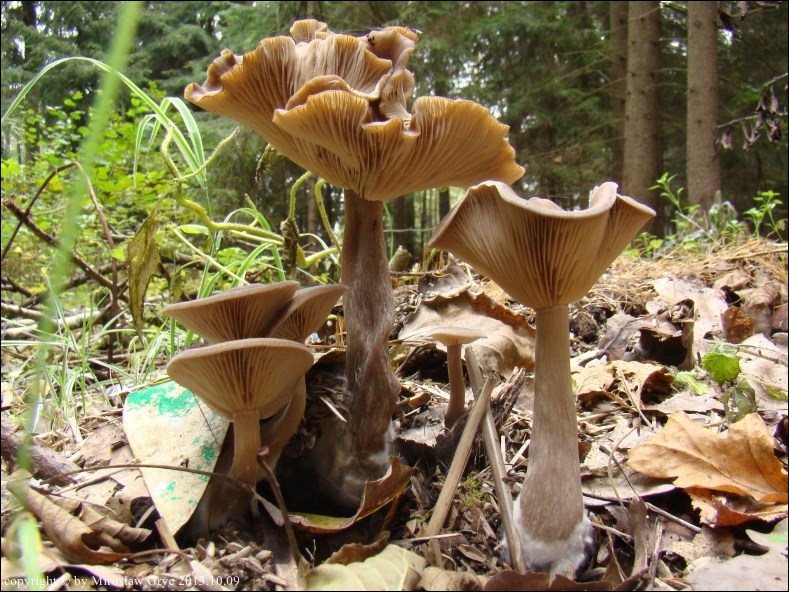 lejkownik kubkowatokapeluszowy - zdjęcie główne