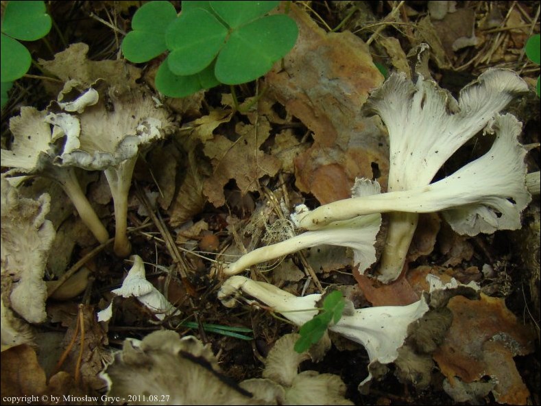 lejkowniczek pełnotrzonowy - zdjęcie główne