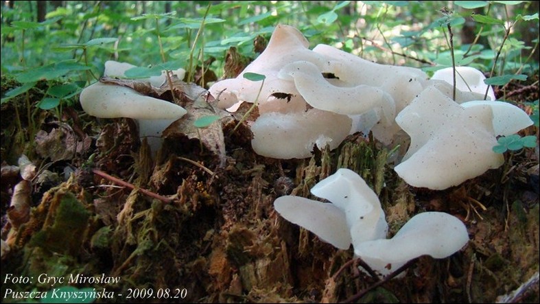 galaretek kolczasty - zdjęcie główne