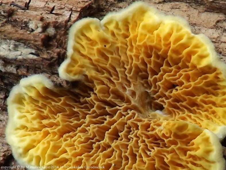 stroczniczek złotawy - zdjęcie główne