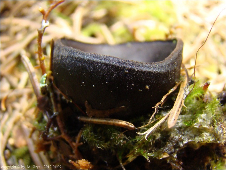 czareczka czarniutka - zdjęcie główne