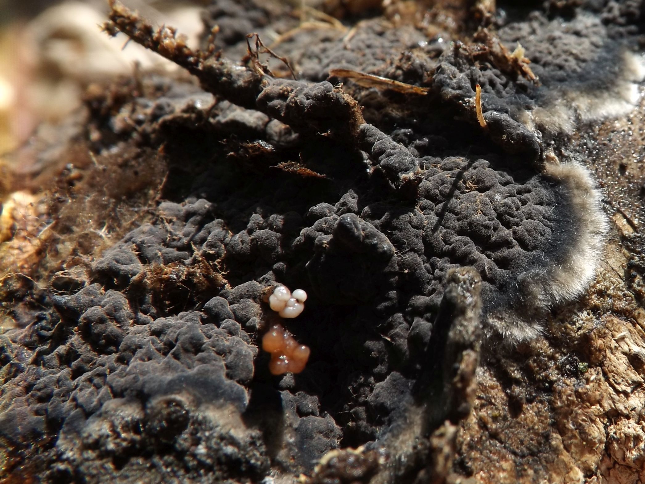 Pseudotomentella tristis