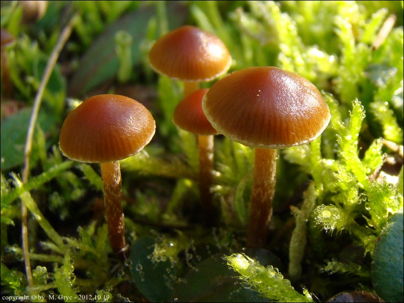 łysiczka czarnobrązowa - zdjęcie główne