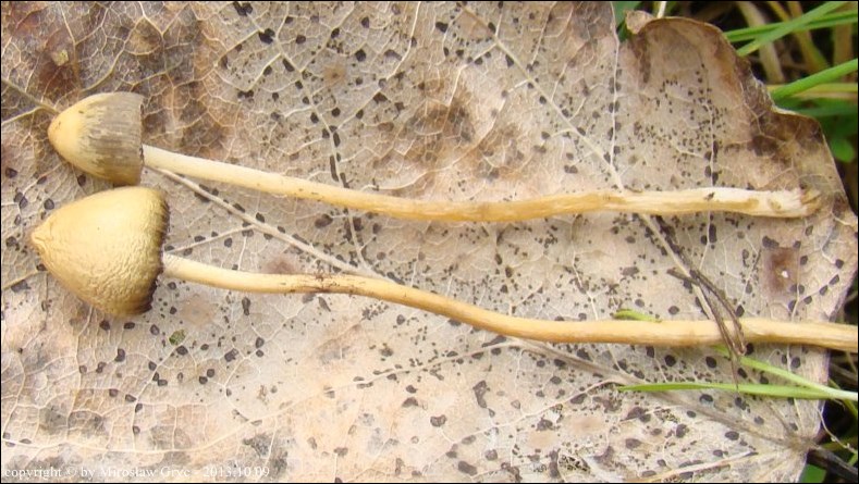 łysiczka lancetowata - zdjęcie główne