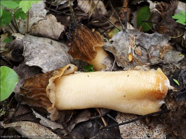 smardzówka czeska - zdjęcie główne