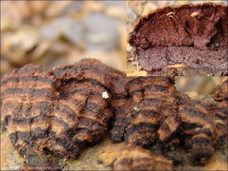skórniczka kasztanowobrązowa - zdjęcie główne
