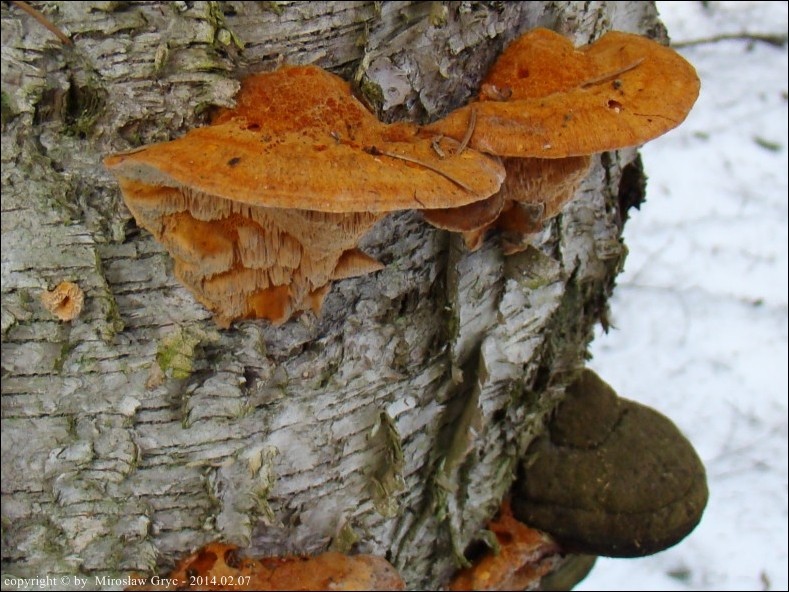 pomarańczowiec błyszczący - zdjęcie główne