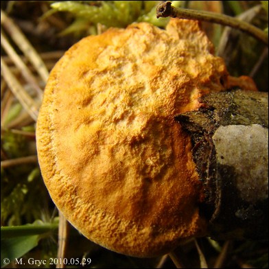 gęstoporek cynobrowy - zdjęcie główne