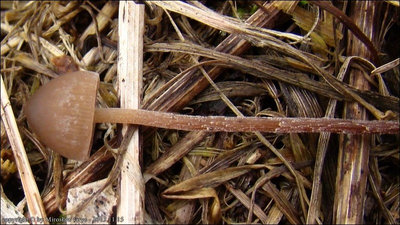 Panaeolus acuminatus