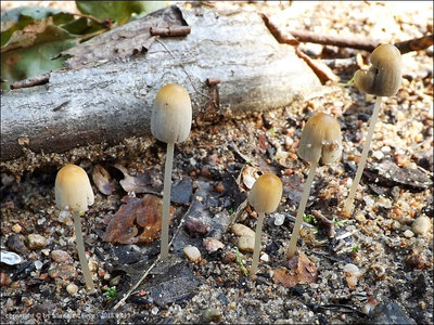 Parasola galericuliformis