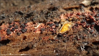 Patinellaria sanguinea