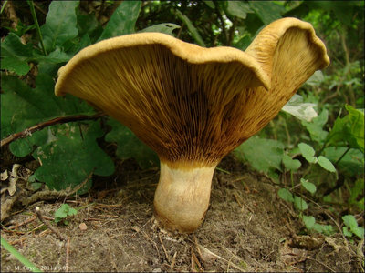 Paxillus