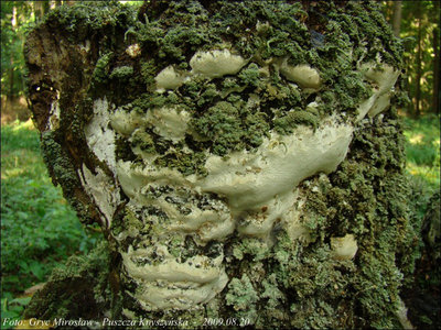 Perenniporia medulla-panis