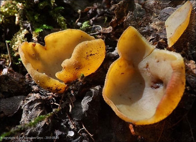 Peziza sp. (2019.08.20)