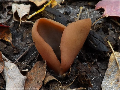 Peziza sp. (2019.10.08)