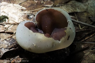 Peziza sp. (2020.07.12)