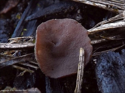 Peziza sp. (2021.10.29)