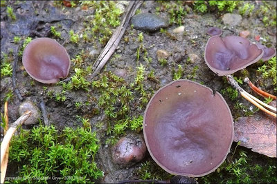 Peziza exogelatinosa