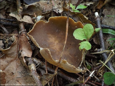 Peziza pseudovesiculosa