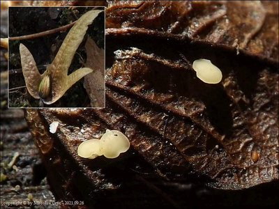 Phaeohelotium carpinicola